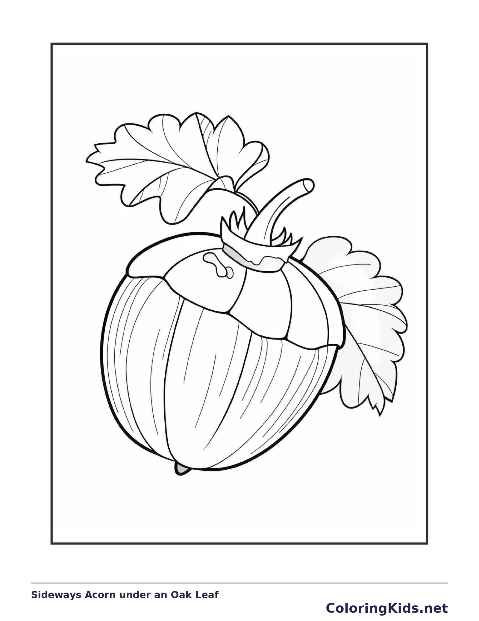 Sideways Acorn under an Oak Leaf, black-and-white acorn line art