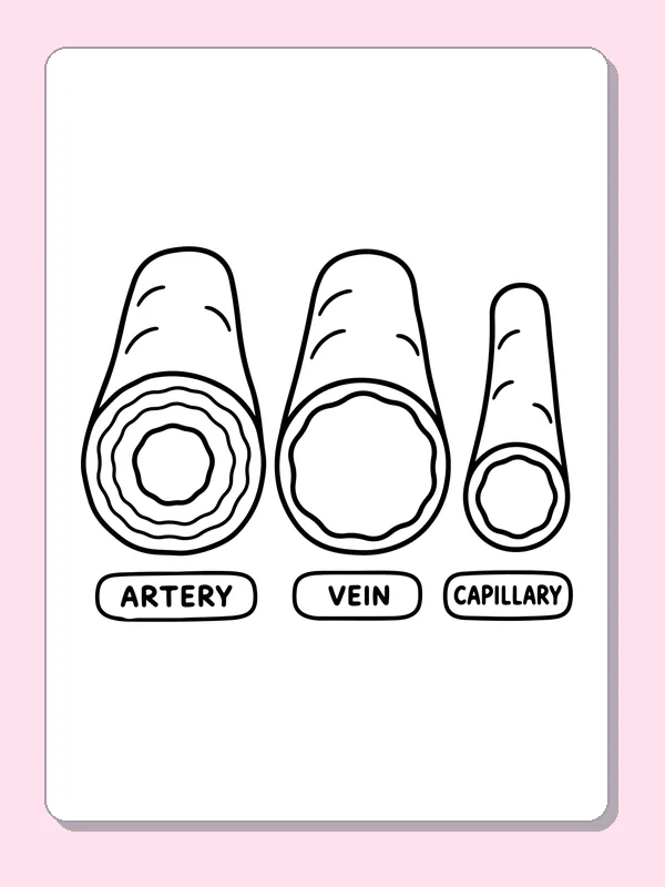 Black and white printable artery vein and capillary coloring sheet