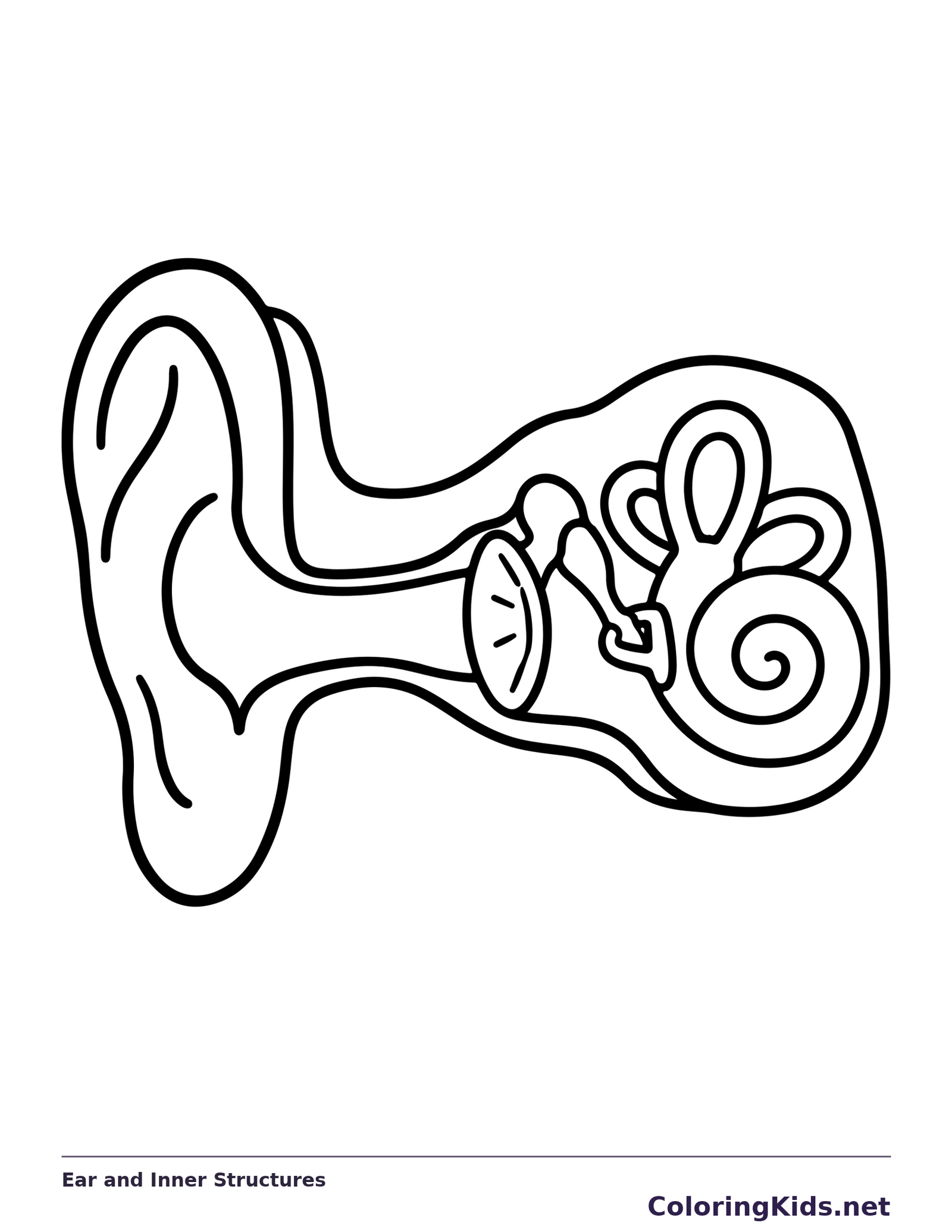 Black and white printable ear and inner structures coloring sheet