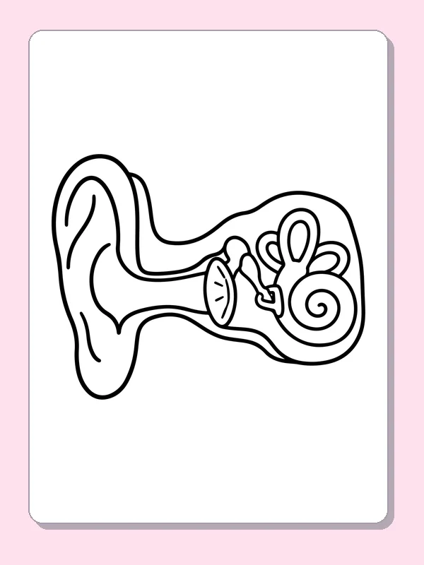 Black and white printable ear and inner structures coloring sheet