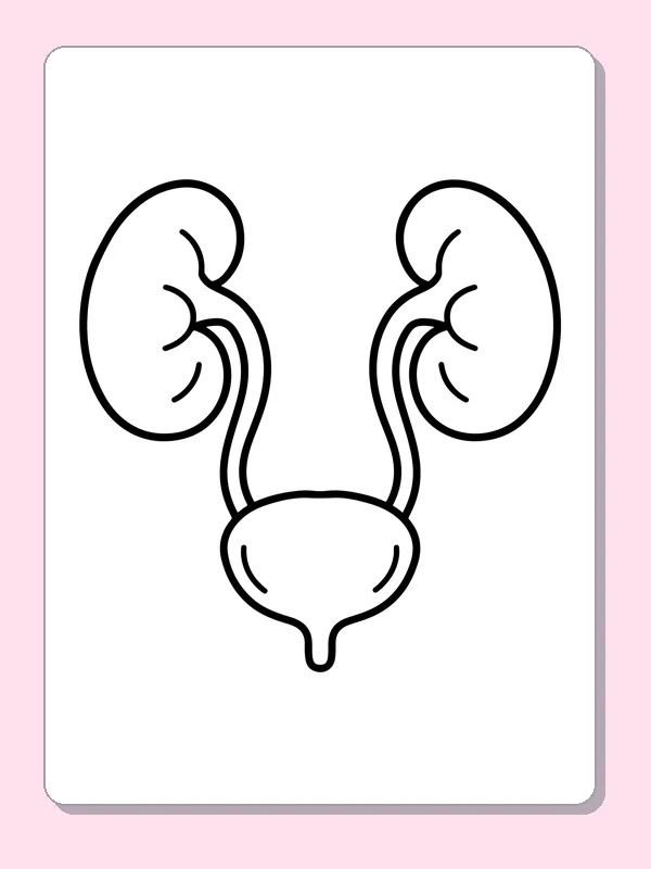 Black and white printable kidneys and bladder coloring sheet