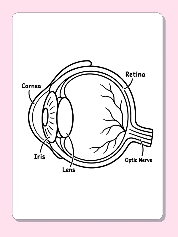 Black and white printable labeled eye cross section coloring sheet