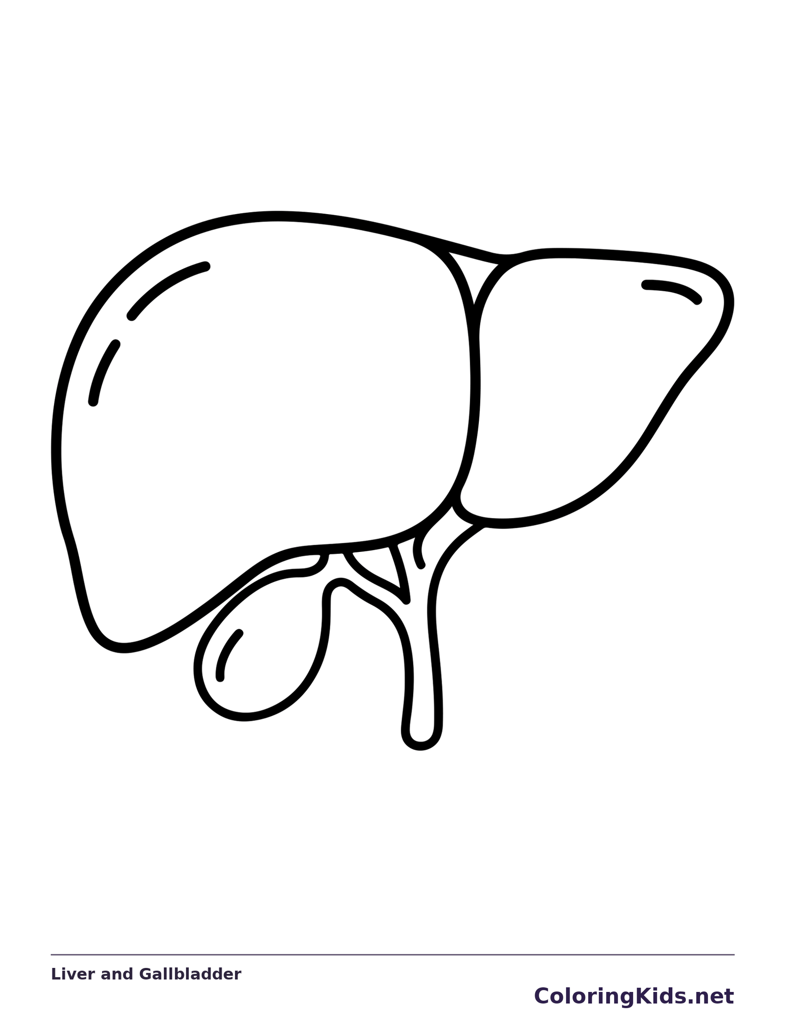 Black and white printable liver and gallbladder coloring sheet