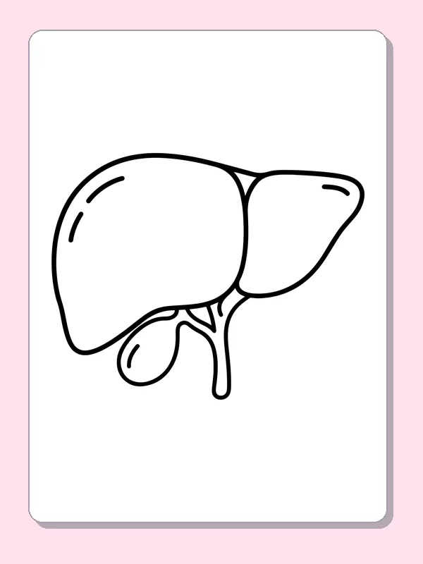 Black and white printable liver and gallbladder coloring sheet