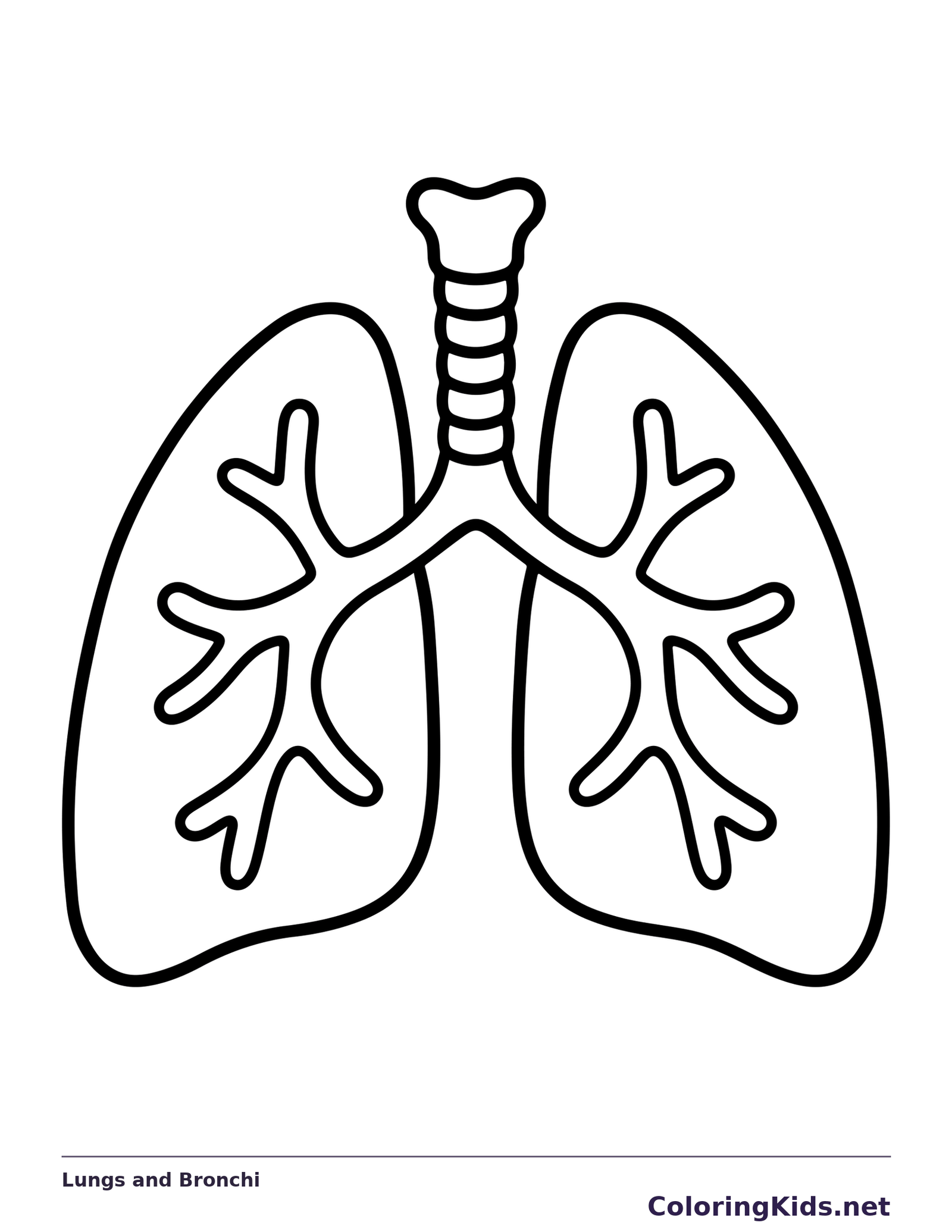 Black and white printable lungs and bronchi coloring sheet
