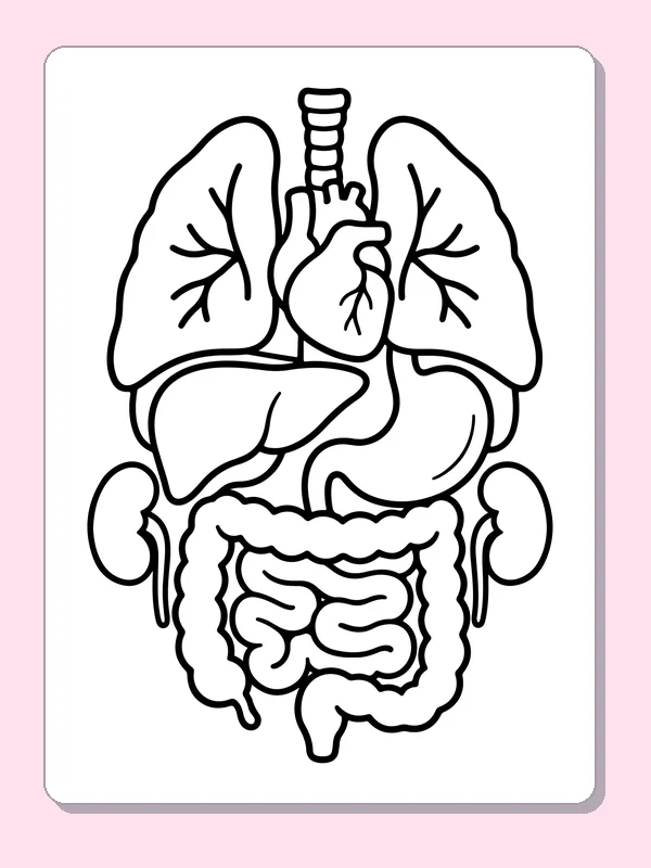 Black and white printable major organs together coloring sheet