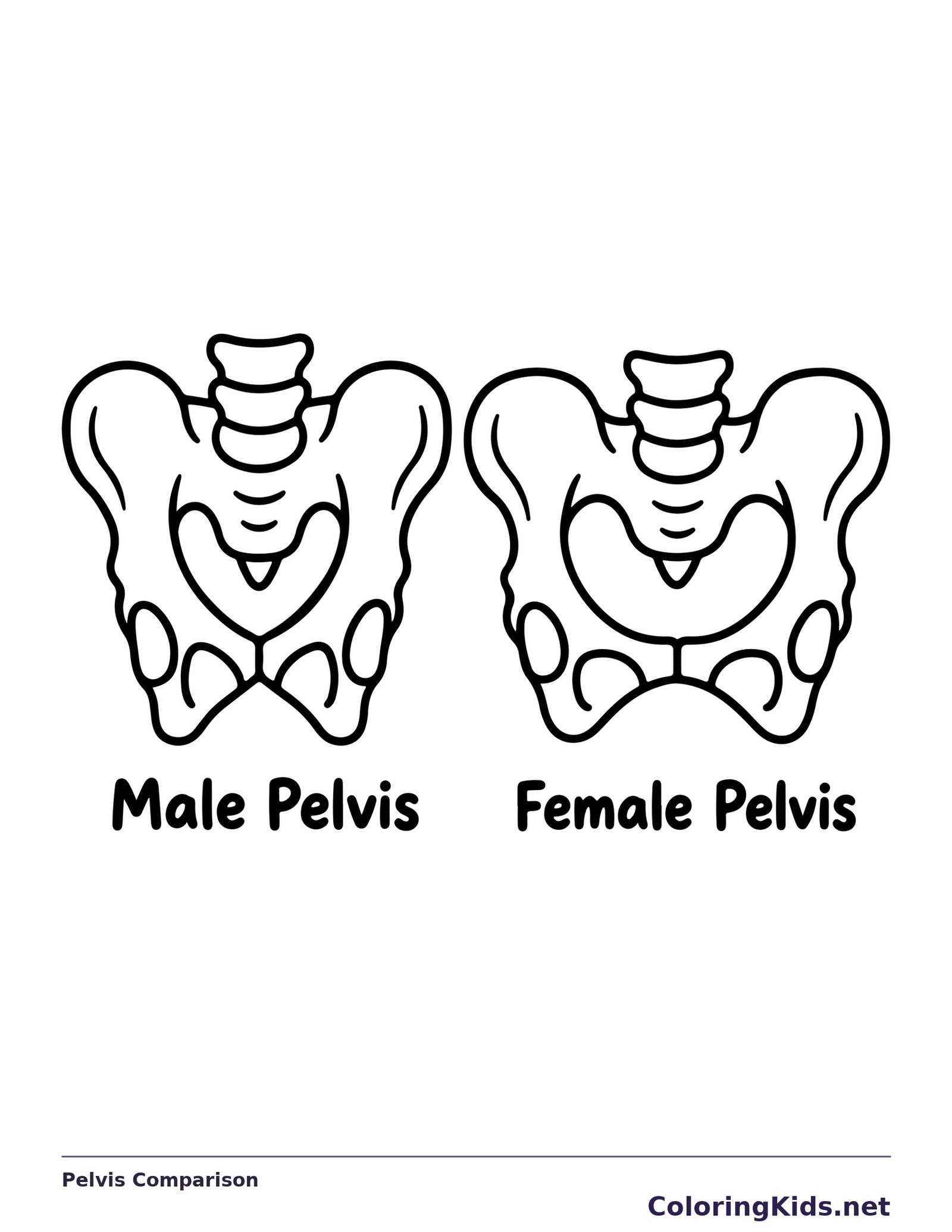 Black and white printable pelvis comparison coloring sheet