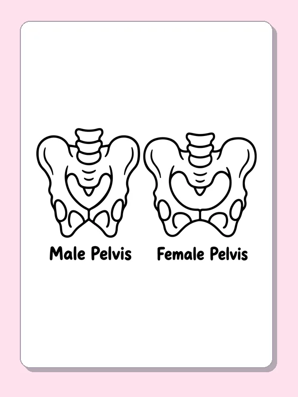 Black and white printable pelvis comparison coloring sheet