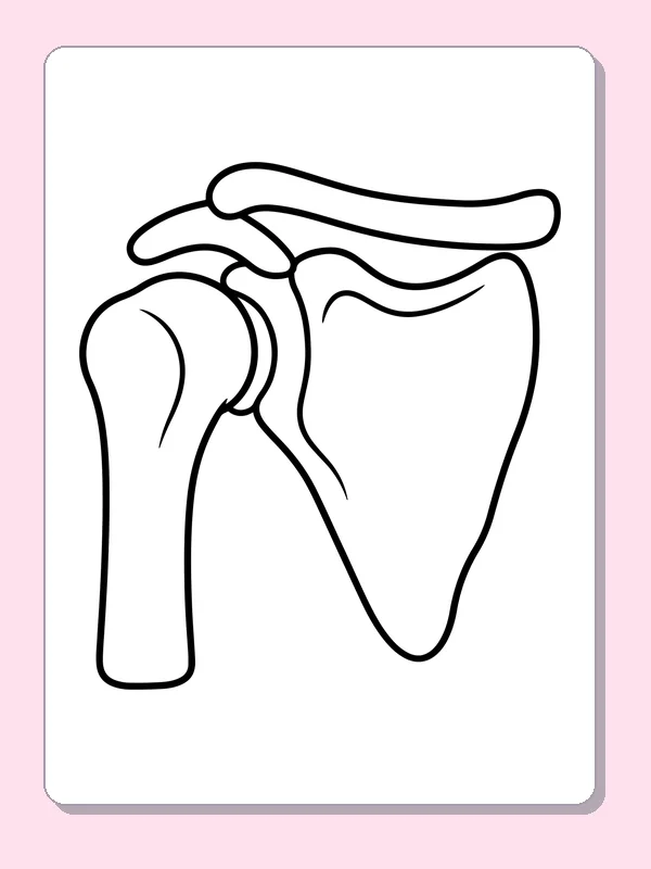 Black and white printable shoulder joint bones coloring sheet