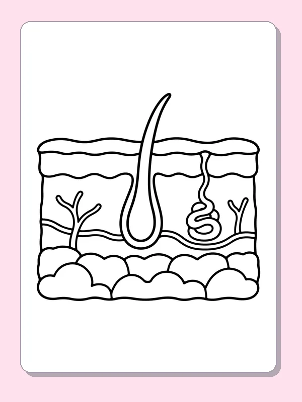Black and white printable skin layers and hair follicle coloring sheet