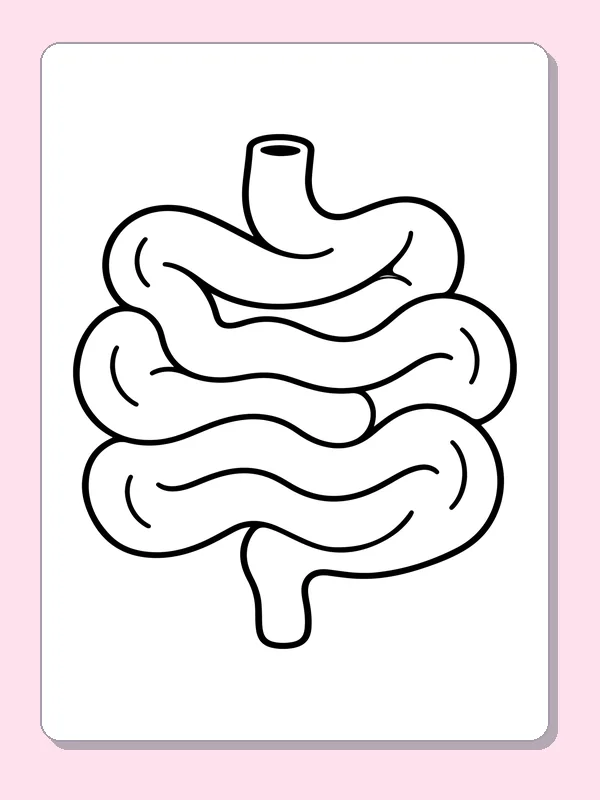Black and white printable small intestine loops coloring sheet
