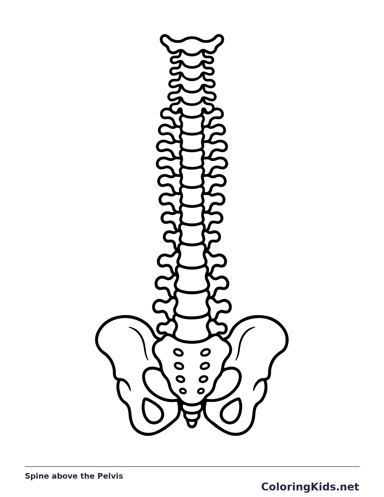 Black and white printable spine above the pelvis coloring sheet