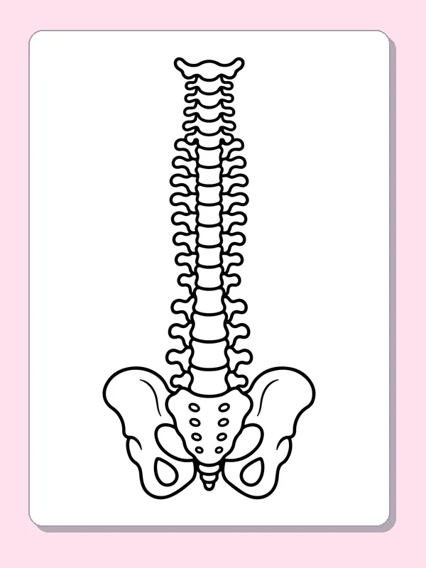 Black and white printable spine above the pelvis coloring sheet