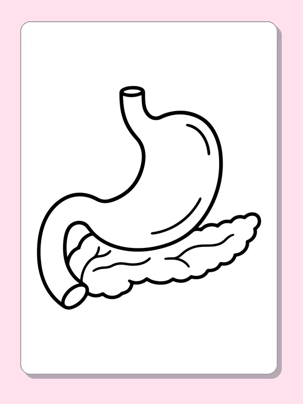 Black and white printable stomach and pancreas coloring sheet