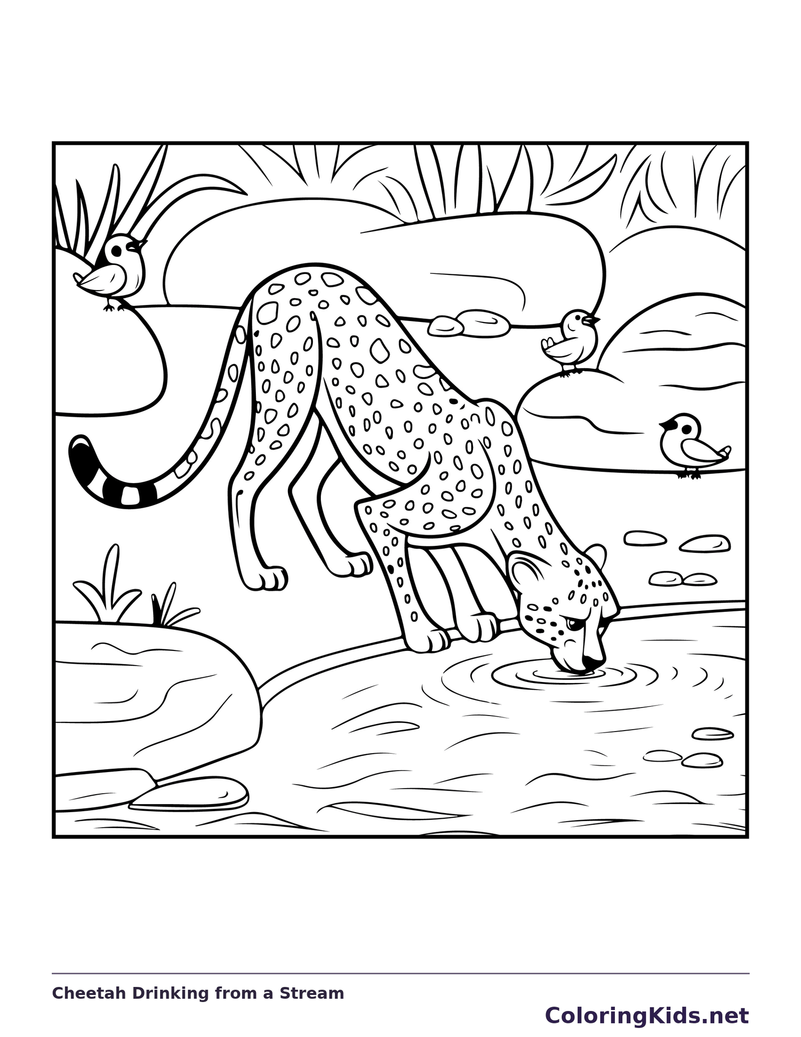 Cheetah Drinking from a Stream coloring page: black and white line art to print or color online
