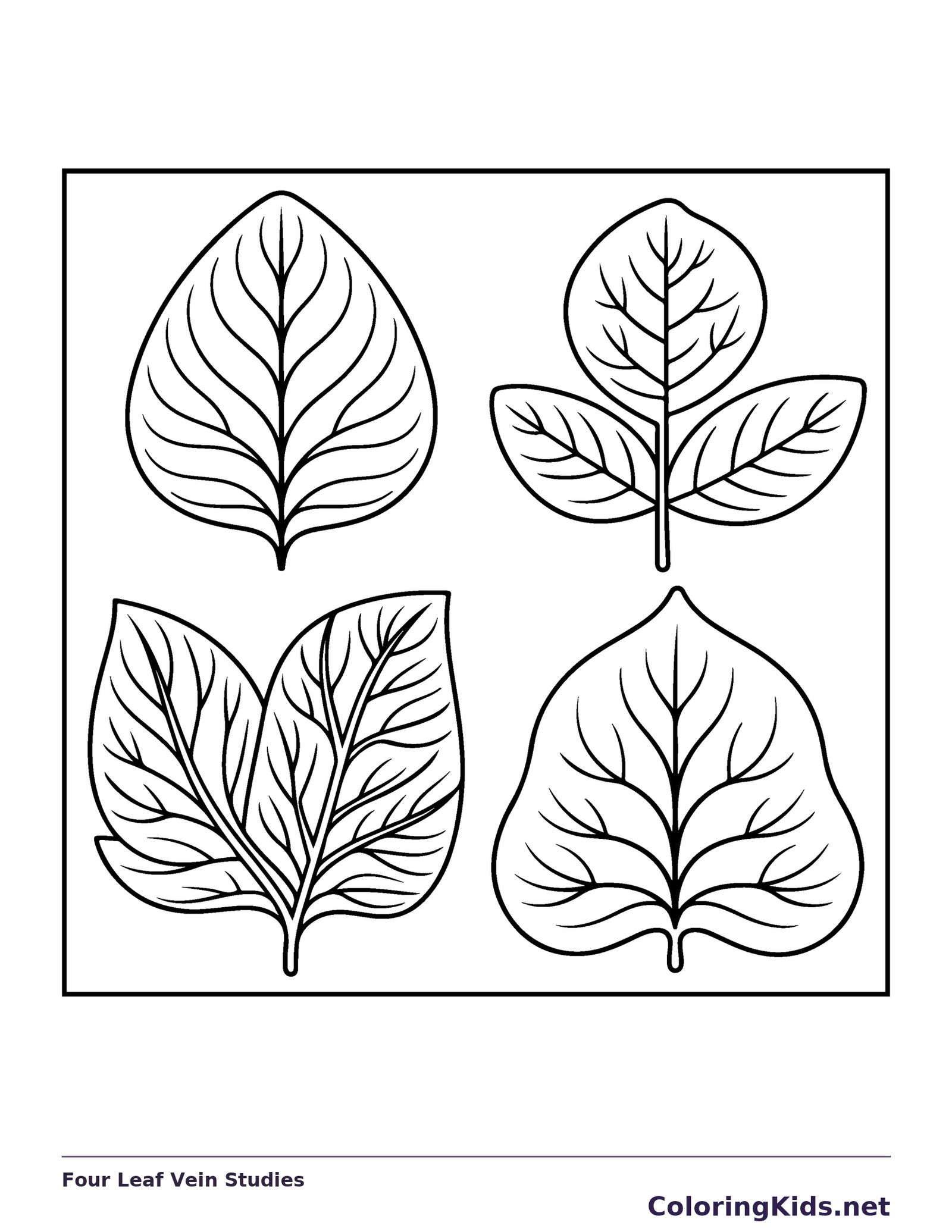Four Leaf Vein Studies printable coloring page showing four large leaves show different vein directions and outer shapes