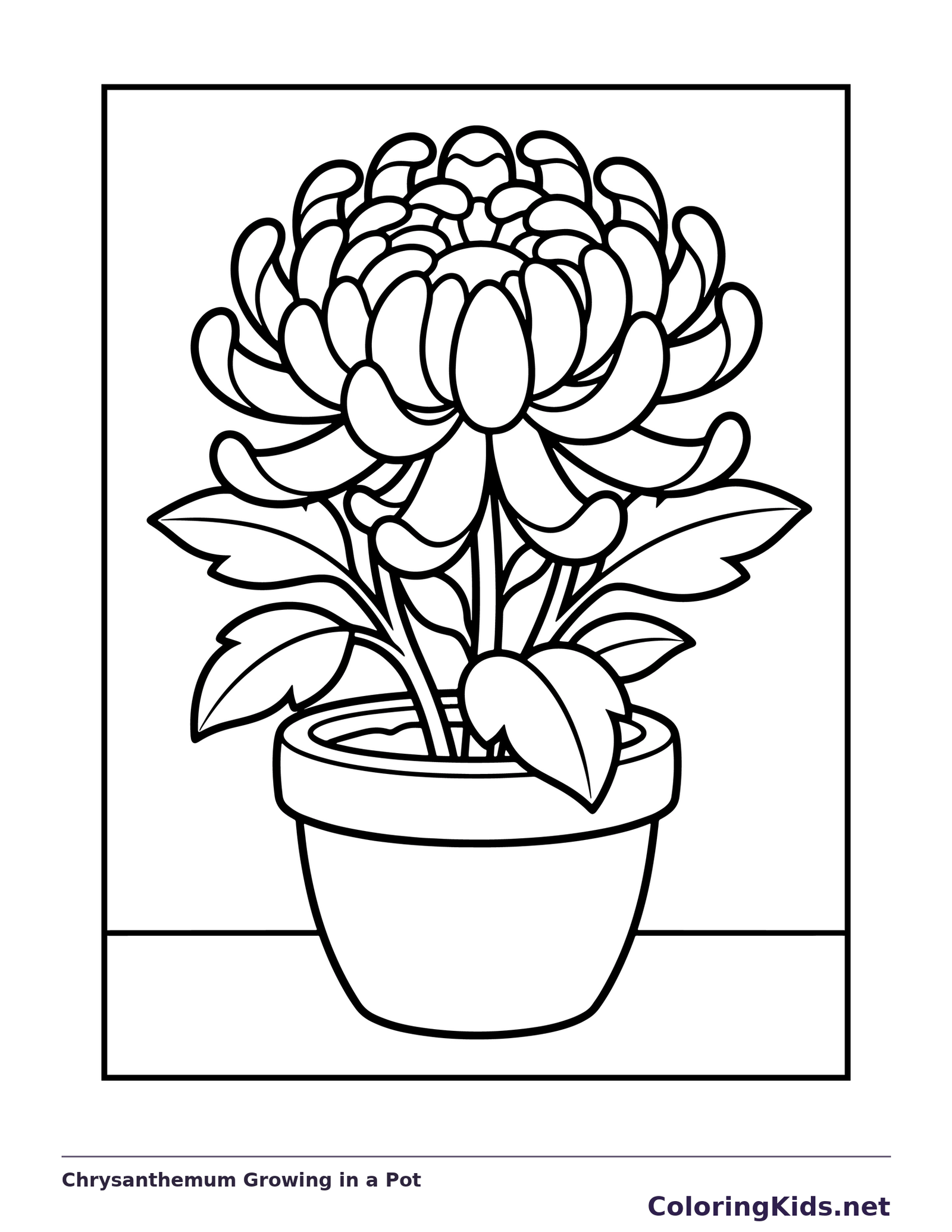 Black and white printable chrysanthemum growing in a pot coloring sheet