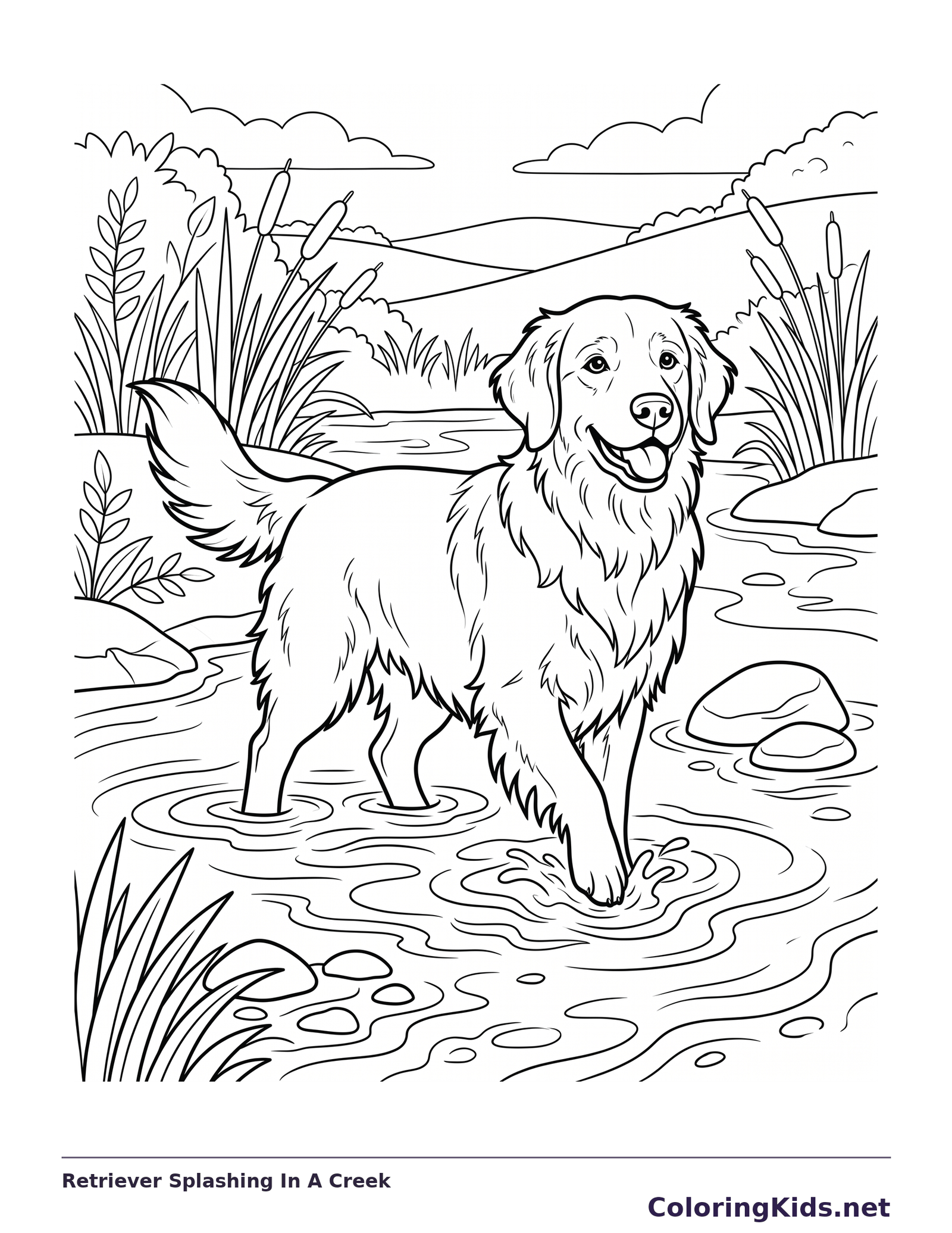 Golden Retriever splashing in a creek with ripples, rocks and grasses