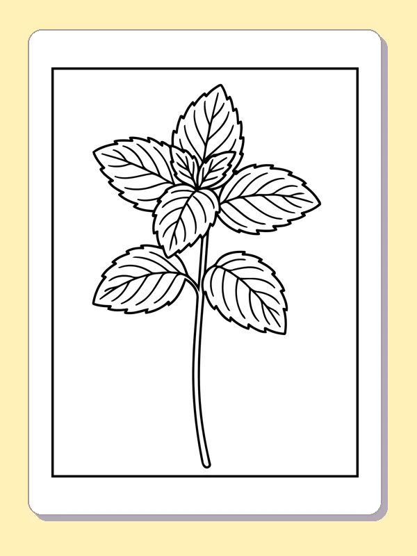 Black and white printable mint-like leaves on a stem coloring sheet