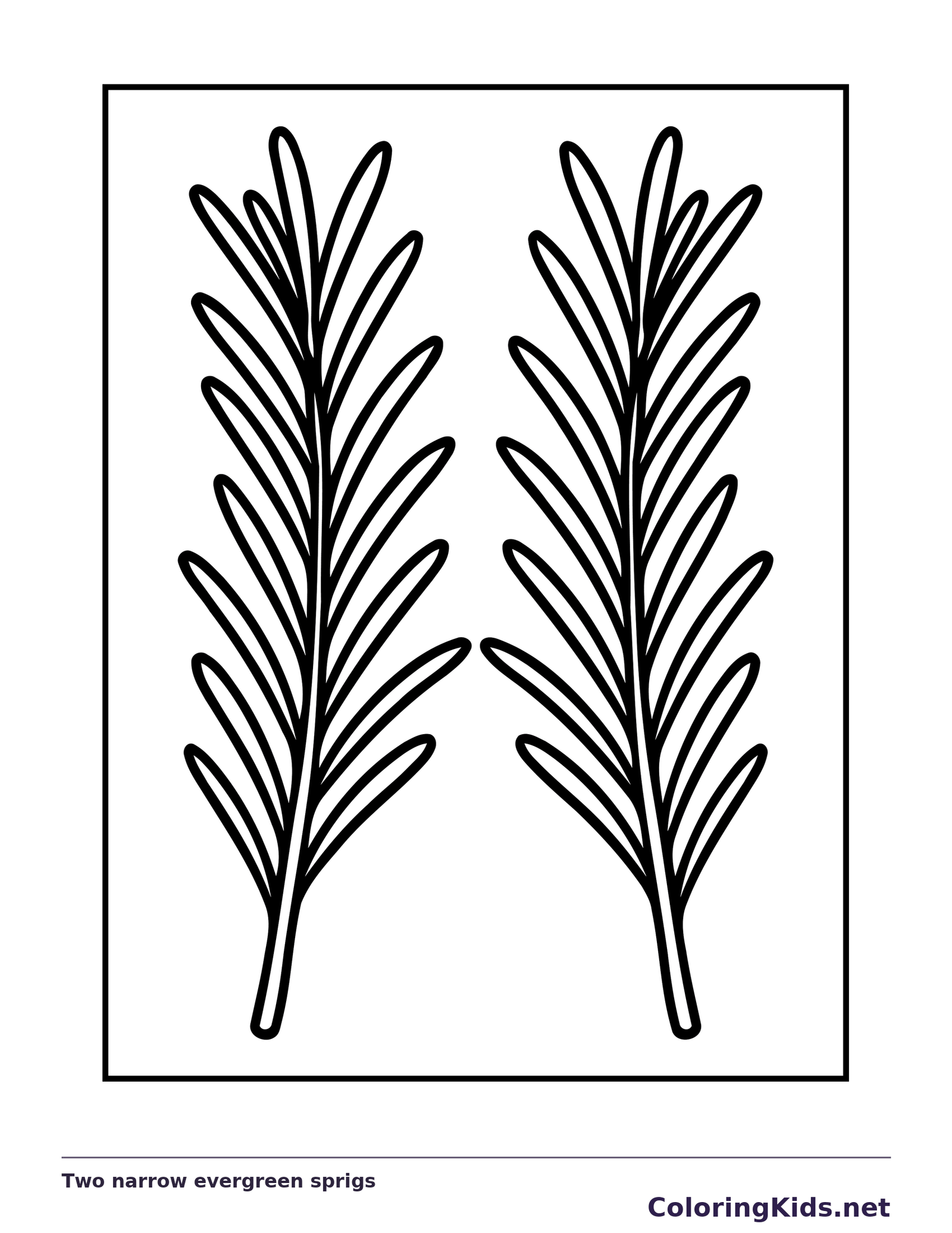 Black and white printable two narrow evergreen sprigs coloring sheet