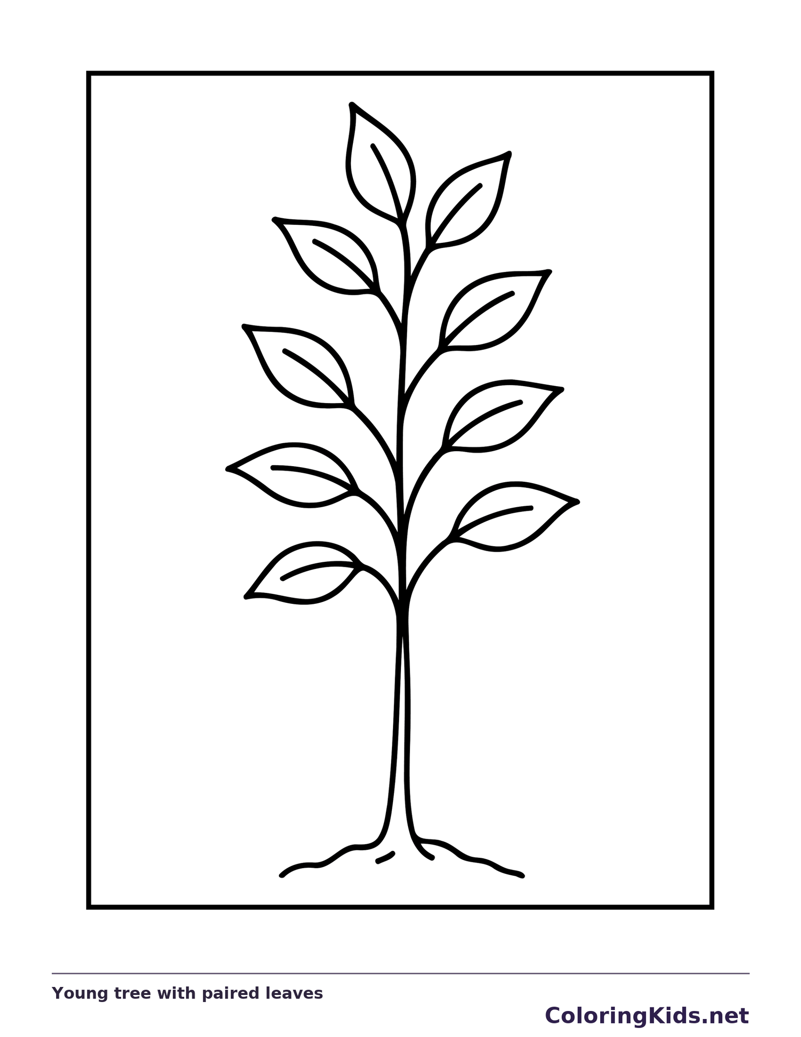 Black and white printable young tree with paired leaves coloring sheet