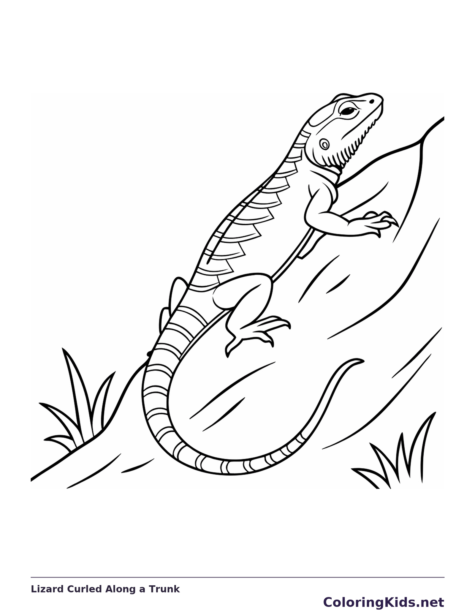 Trunks Color Pages Lizard Curled Along a Trunk coloring page | ColoringKids.net