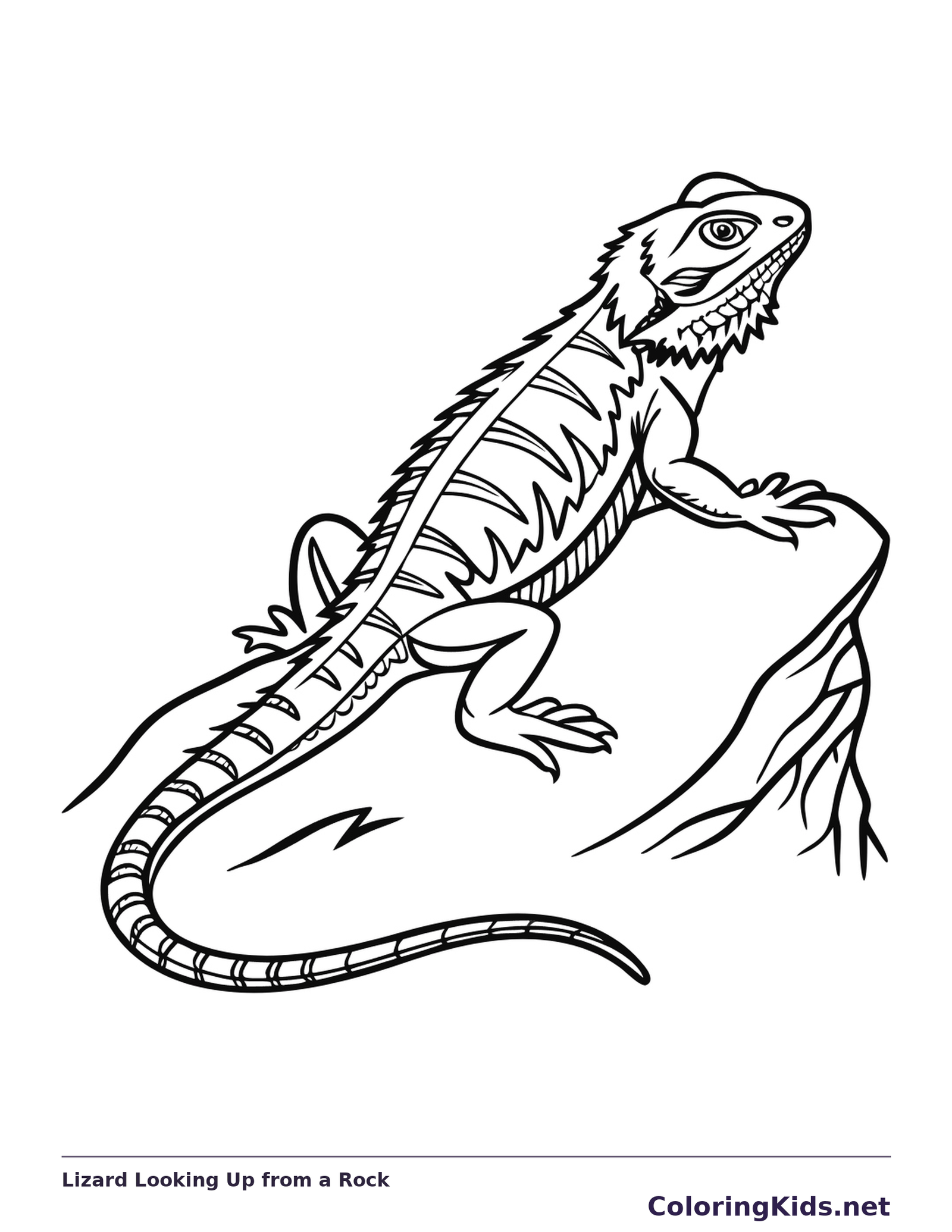 Black and white printable lizard looking up from a rock coloring sheet