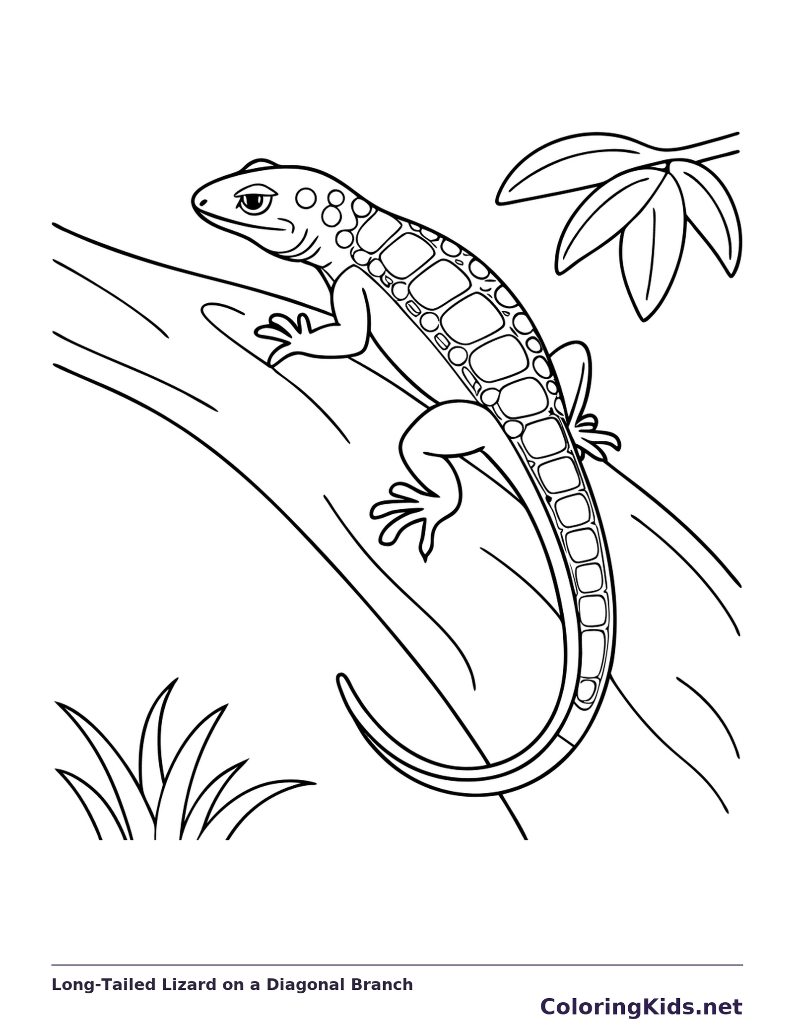 Long-Tailed Lizard on a Diagonal Branch | ColoringKids.net