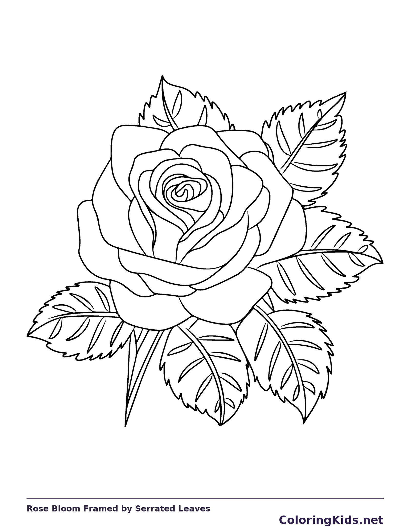 Black and white printable rose bloom framed by serrated leaves coloring sheet