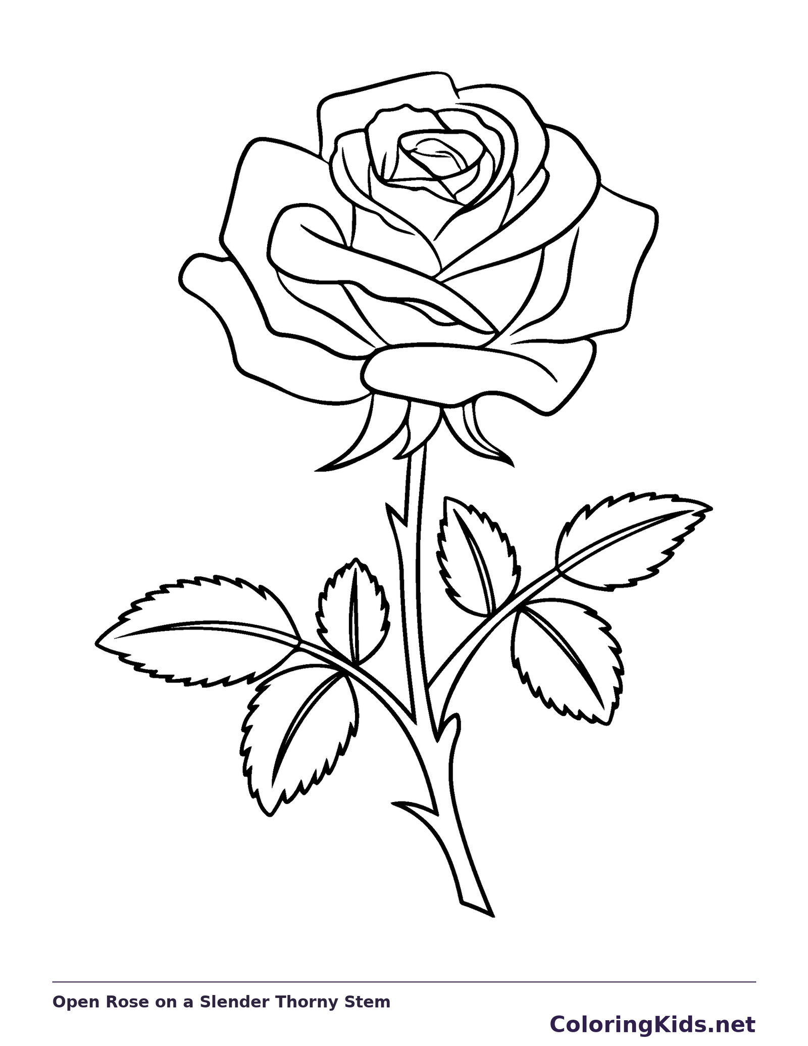 Black and white open rose on a slender thorny stem coloring sheet