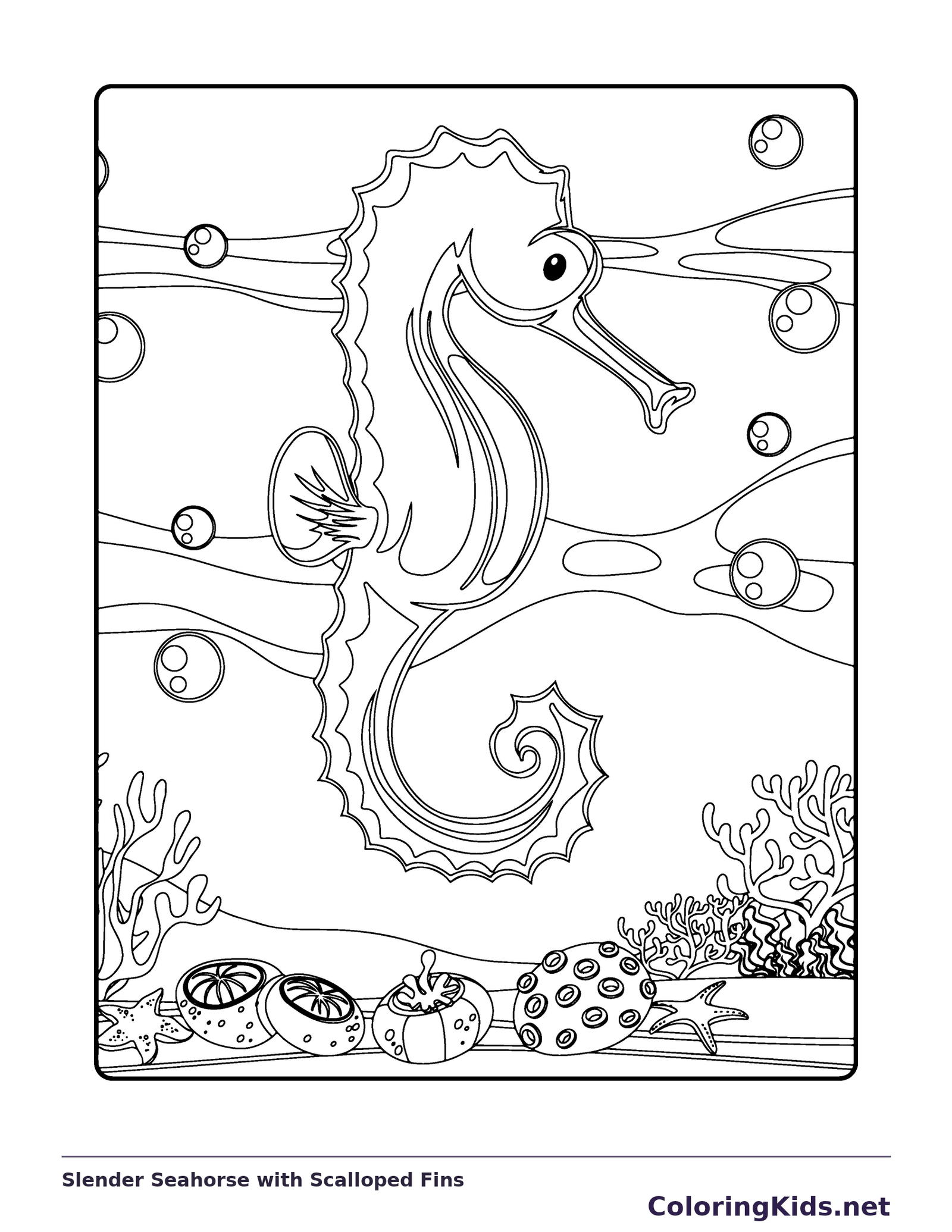 Slender side-view seahorse with scalloped fins and curled tail