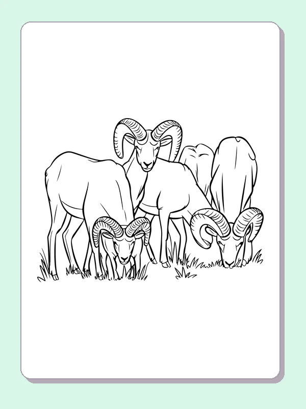Group of bighorn rams grazing with different body angles and low grass