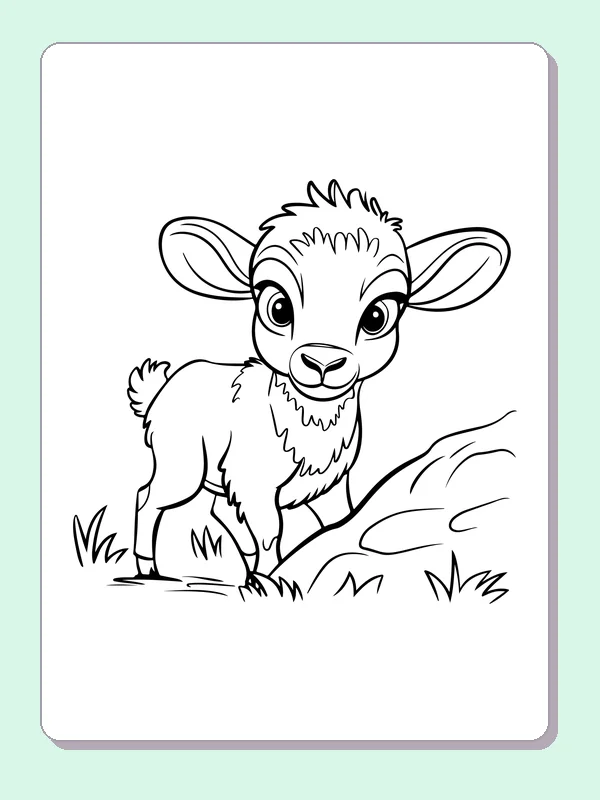 Young sheep standing near low rock with a few grass tufts