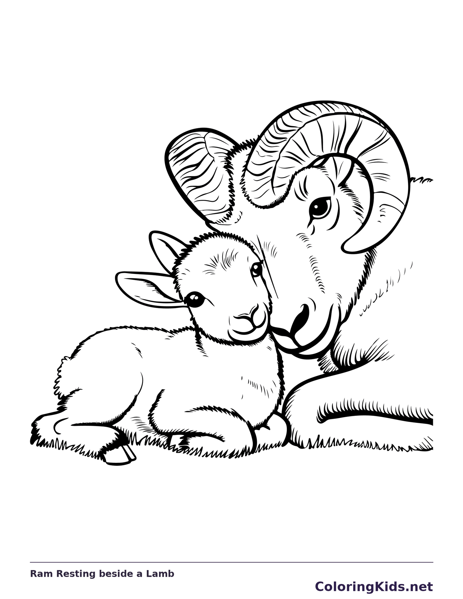 Bighorn ram resting beside a young lamb with faces close together