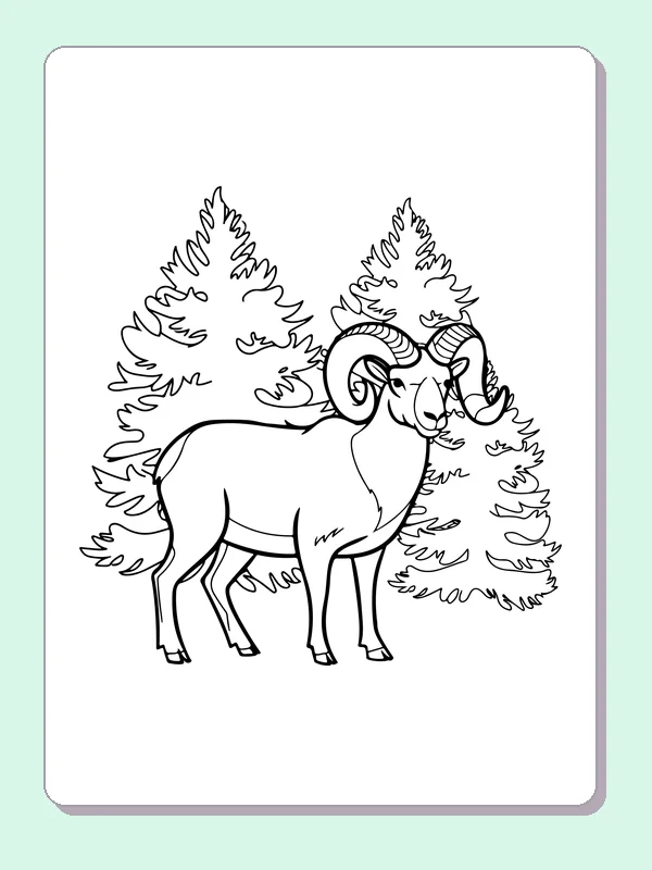 Bighorn ram walking among layered pine trees on mountain path