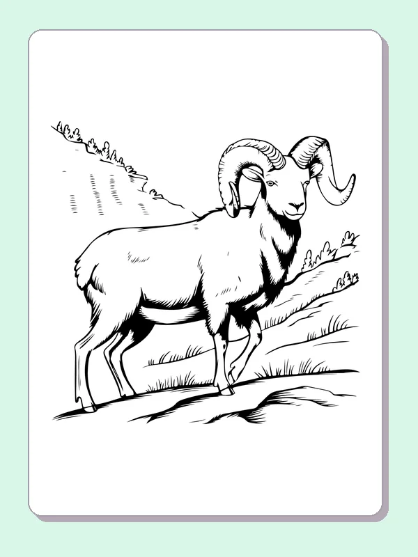 Bighorn ram walking through grass on a sloping mountain path
