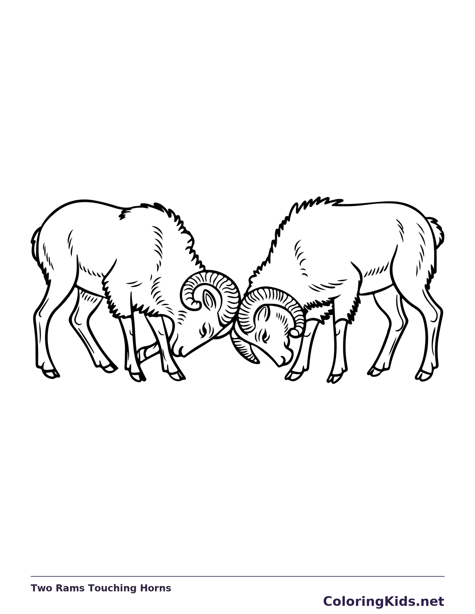 Two bighorn rams facing each other with curled horns touching