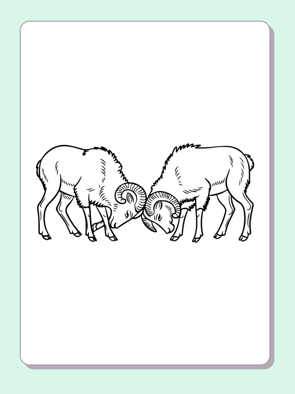Two bighorn rams facing each other with curled horns touching
