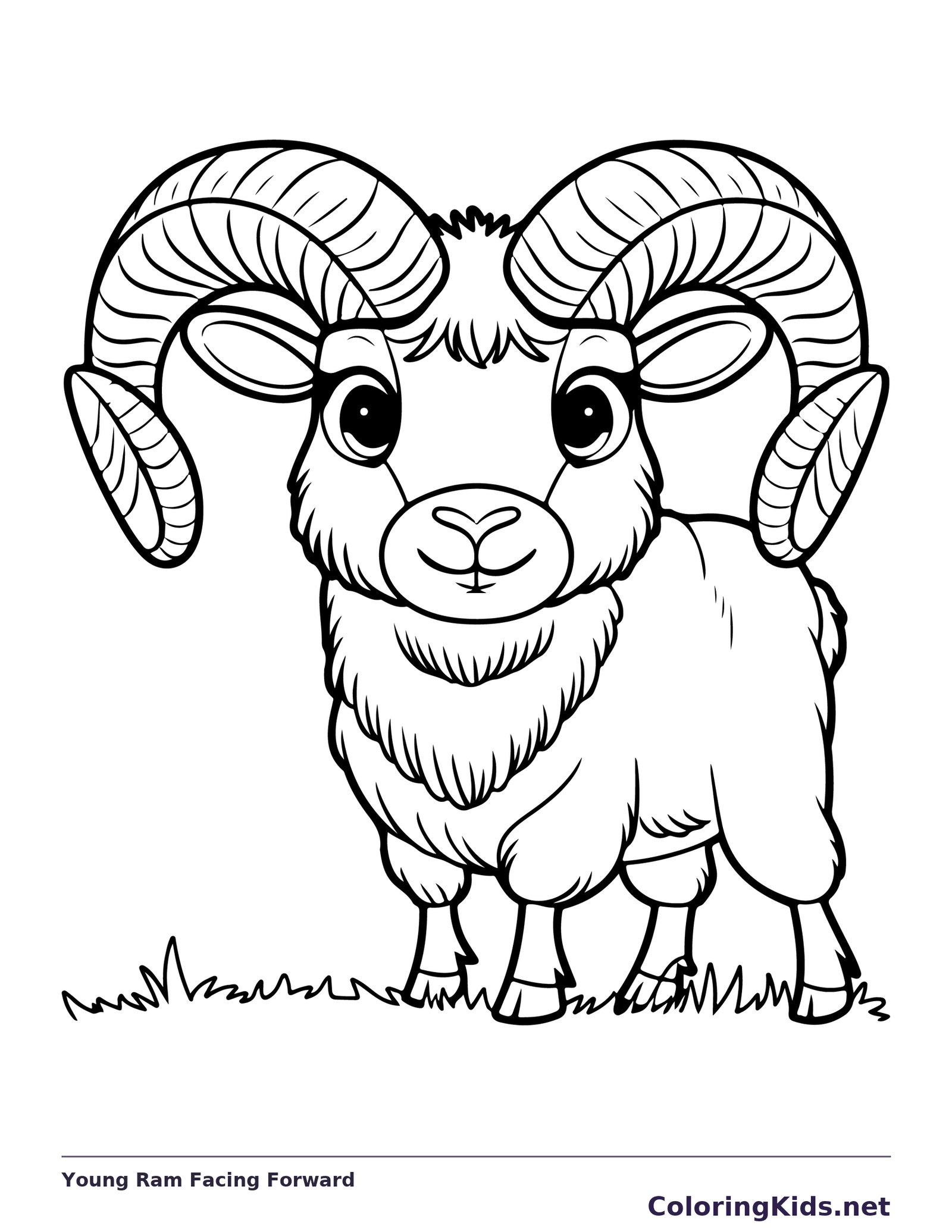 Young front-facing ram with oversized curled horns and shaggy chest