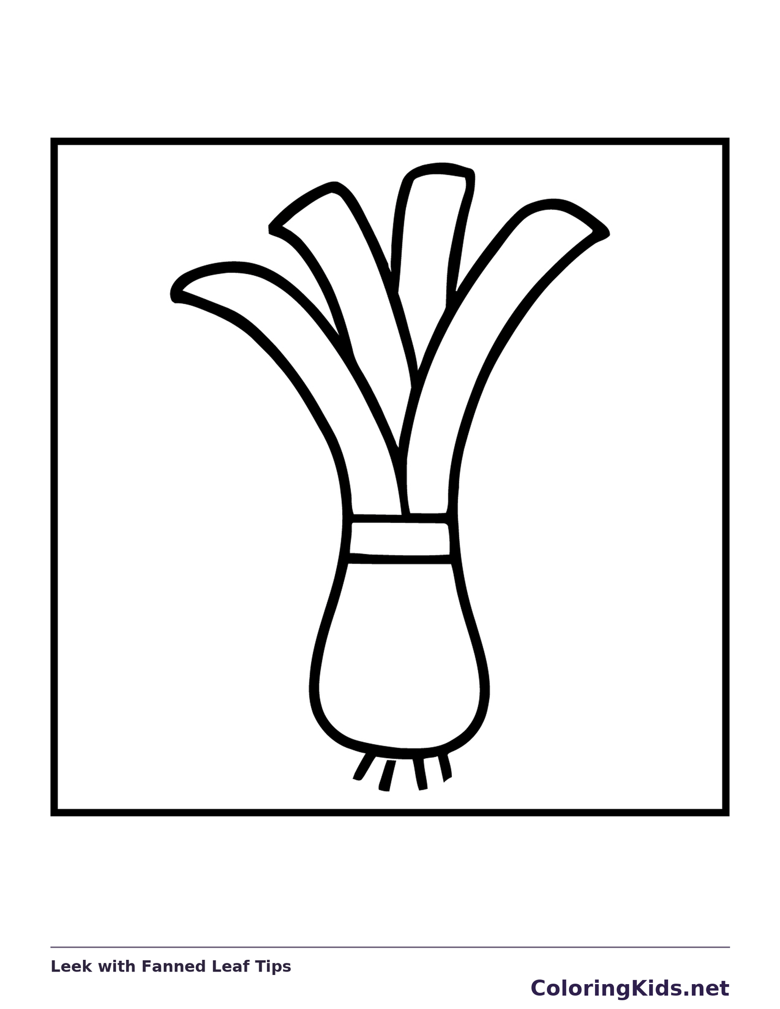 Leek with Fanned Leaf Tips coloring page: black and white line art to print or color online