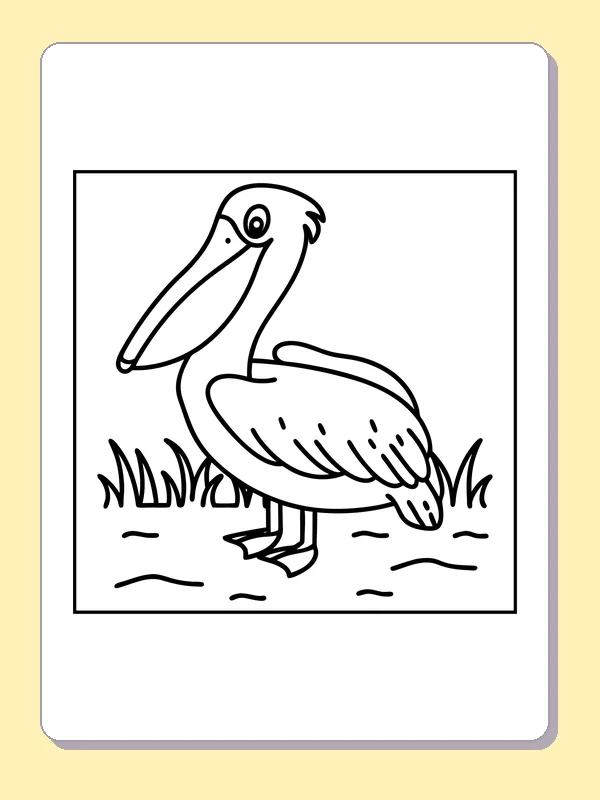 Pelican walking through wet grass